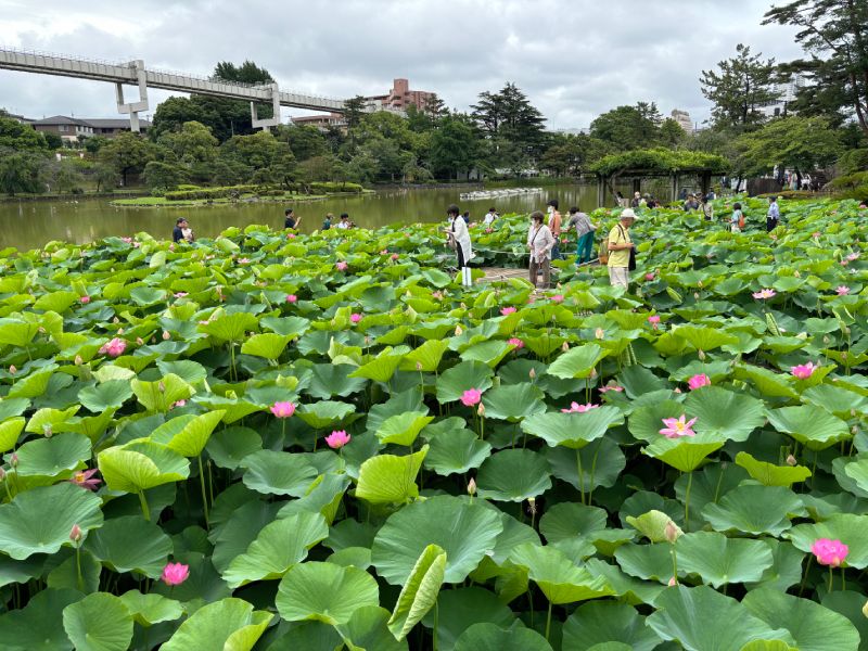 ダイハツ千葉 千葉のいろいろ 千葉公園 大賀ハス